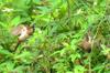 White-rumped Munia 白腰文鳥 (bái yāo wénniǎo) Lonchura striata