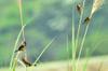 next photo: White-rumped Munia 白腰文鳥 (bái yāo wénniǎo) Lonchura striata