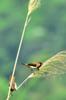 next photo: White-rumped Munia 白腰文鳥 (bái yāo wénniǎo) Lonchura striata