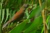 Black-necklaced scimitar babbler 大彎嘴 (dà wān zuǐ) Pomatorhinus erythrogenys