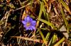 阿里山龍膽 (ālǐ shān lóng dǎn) Gentiana arisanensis flower (endemic)