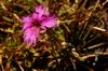 next photo: China pink 巴陵石竹 (bā líng shízhú) Dianthus palinensis flower