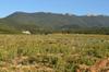 next photo: Lavender land near The Bomb, the old family farmstead