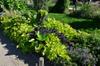 next photo: Green and purple sweet potato leaves used as ornamentals