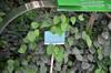 Pepper vine in the tropical greenhouse