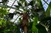 looking up from inside the greenhouse