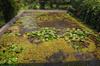 Naturally swimming pool/pond with covered veranda