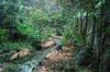 Our food forest