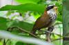 Taiwan scimitar babbler 台灣小彎嘴