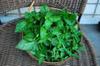 Sweet basil and lemon basil harvest. Made a big jar of pesto with cashew, garlic and olive oil mostly to preserve the basil.