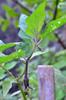 next photo: eggplants fruiting