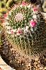 next photo: catus flowering