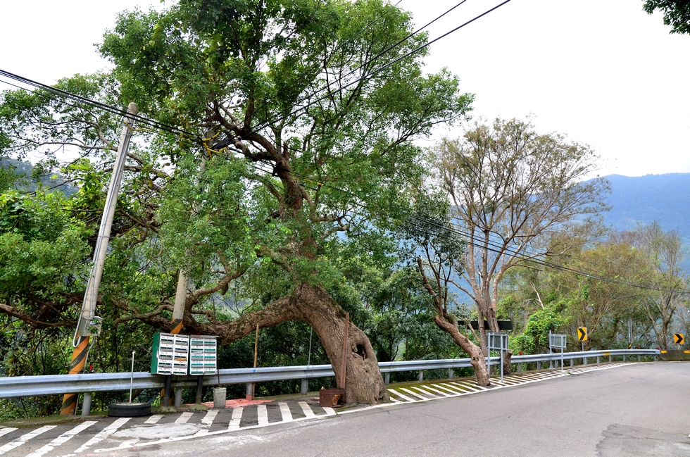 Baling 巴陵 bike ride DSC_9521