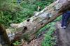 woodpecker work on a dead crepe myrtle tree