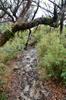 muddy trail on the ridge