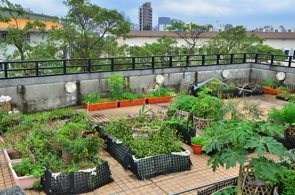 Buluo Daxue Rooftop Garden Before CNY DSC_7354