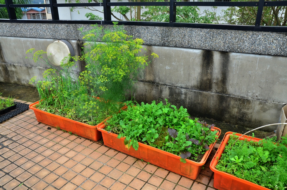 Buluo Daxue Rooftop Garden Before CNY DSC_7355