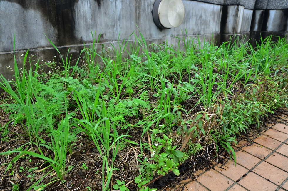 Buluo Daxue Rooftop Garden Before CNY DSC_7360