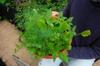 next photo: Polyculture of spinach, lettuce, cilantro, dill, longkuei, tonghao