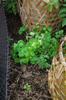 Variegated leaf nasturtium