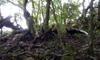 next photo: male Swinhoe's pheasant 藍腹鷳 (lán fù xián) Lophura swinhoii on Dawu mountain 大武山 in southern Taiwan