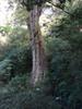 huge tree near the Kuaigu hut