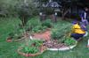 next photo: Herbs for butterflies at the eco-herb garden