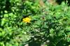 next photo: Passionfruit marigold blooming