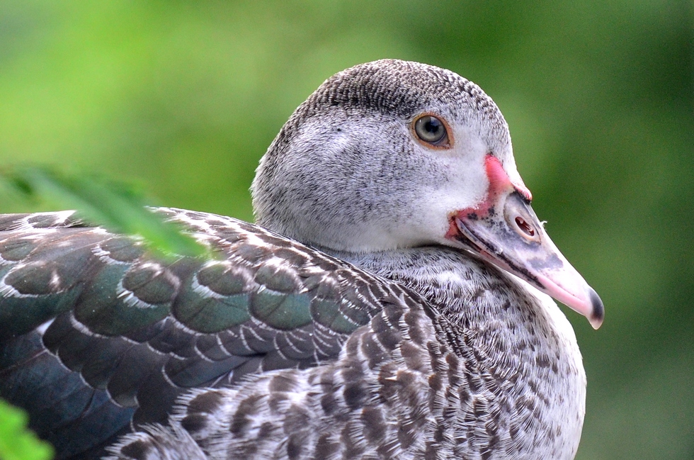 a duck visits DSC_8184