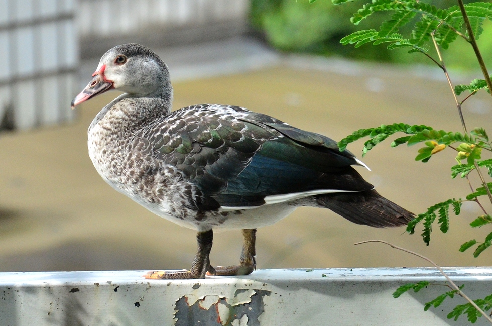 a duck visits DSC_8198