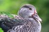 Eastern spot-billed duck 花嘴鴨