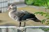 Eastern spot-billed duck 花嘴鴨