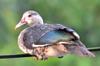 next photo: Eastern spot-billed duck 花嘴鴨