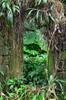 Doorways to the jungle