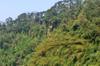 next photo: cliffs above the Lanxi stream