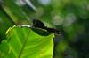 Butterfly catching some solar energy