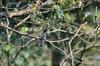 Black Bulbul 紅嘴黑鵯 (hóng zuǐ hēi bēi) Hypsipetes madagascariensis