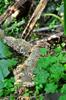 next photo: Sudden mushrooming following the long rain