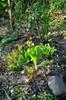 Amazing the lettuces and broccoli survived the long, cold rains