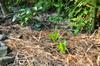 Strawberries, planted high, and letucces made it through the cold rains.