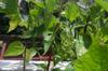 Green beans, haricot vert