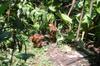 next photo: Young hens in the community garden