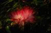 next photo: Albizia flower