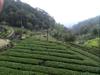 tea farms on the 106乙