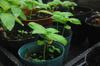 Sweet basil seedlings