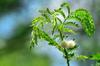 White Lead Tree 銀合歡 (Yín héhuān) Leucaena leucocephala