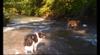 next photo: dogs playing in the LanXi stream