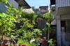 Brilliant pre-typhoon and fall sunshine radiates the east side of the house