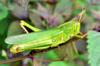 Gigantic grasshoppers on the Perilla