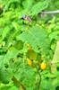 Tear drop yellow eggplant in flower